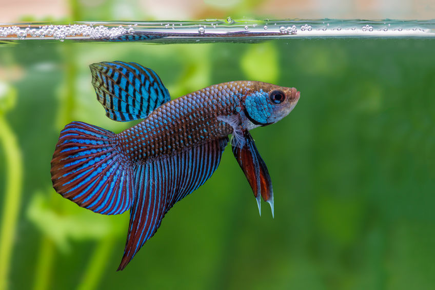 Betta Fish History – From Then Until Now