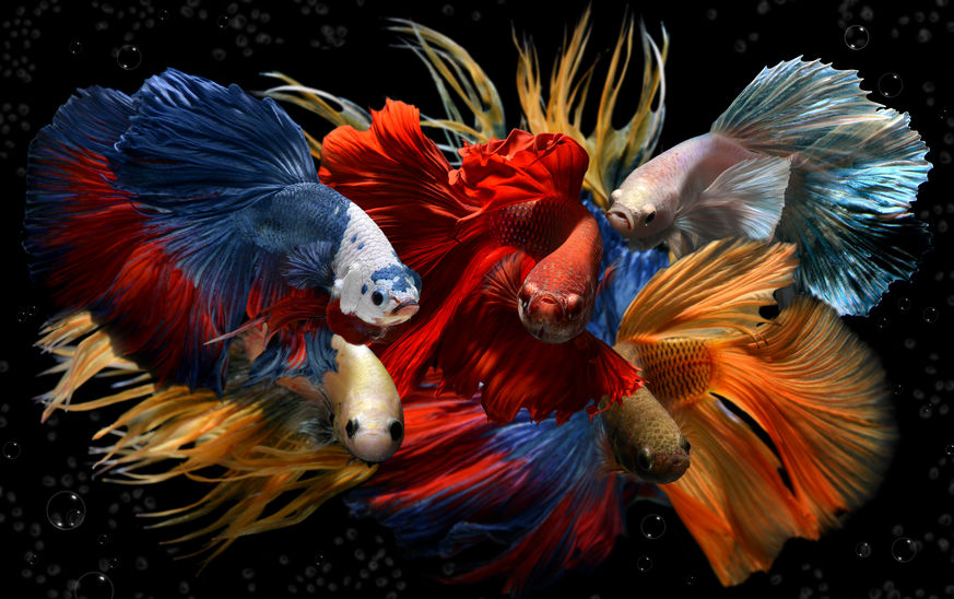 Betta Fish - All the Colors of the Rainbow