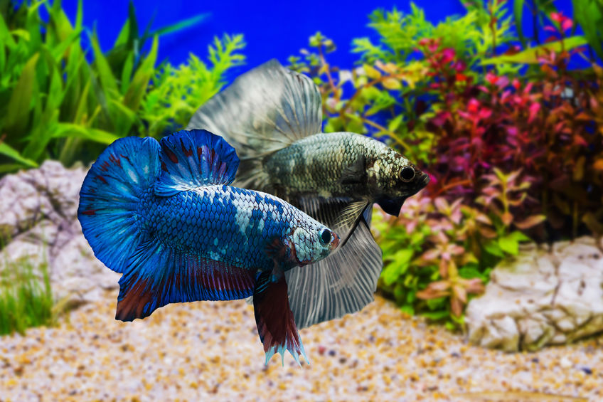 Caring for a Male and Female Betta Fish
