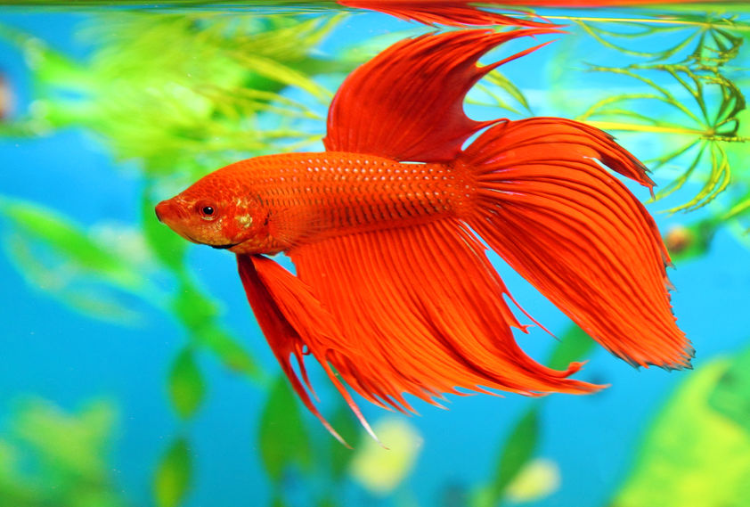 How to Choose a Healthy Betta from the Store - Physical Signs of Distress