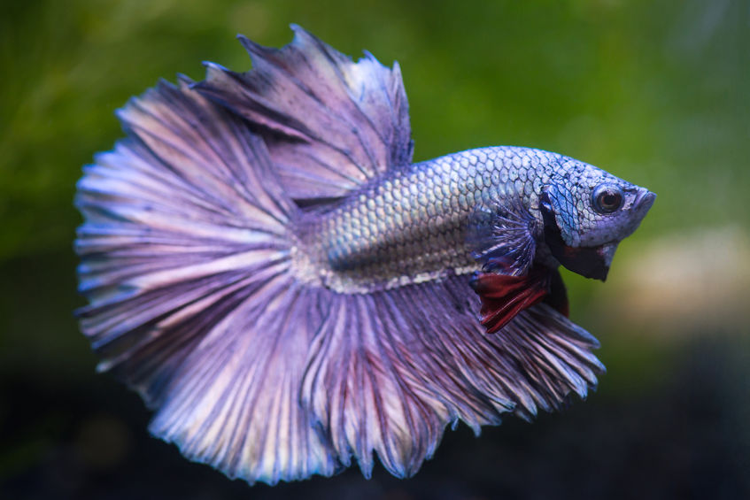 Tips for Maintaining Your Betta’s Health