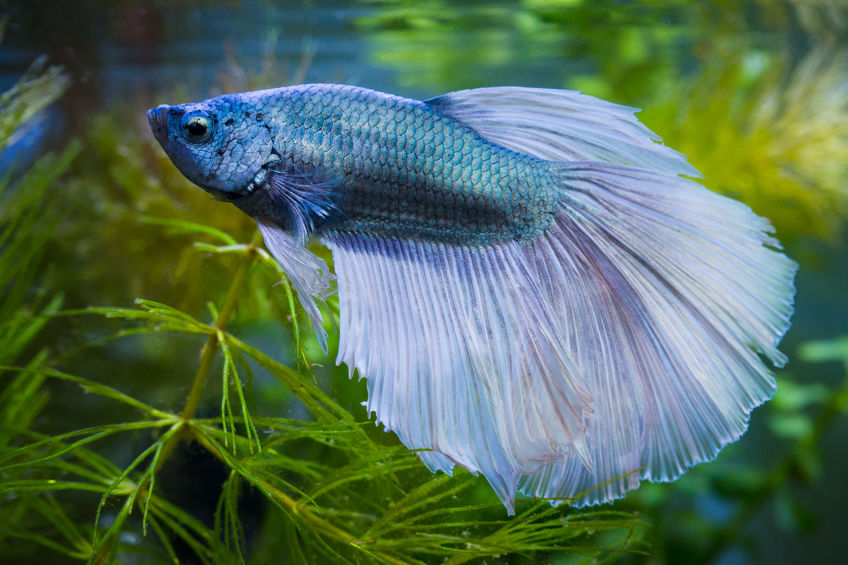 How to Treat Infectious Betta Fish Diseases (Viral)