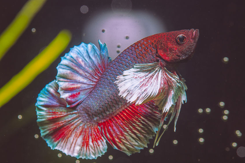 Betta Types – Physical Appearances
